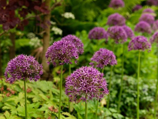 Allium Violet Beauty